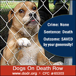 Dogs on Death Row