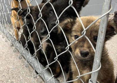 Animal Aid USA | Saving over 200 dogs a month!