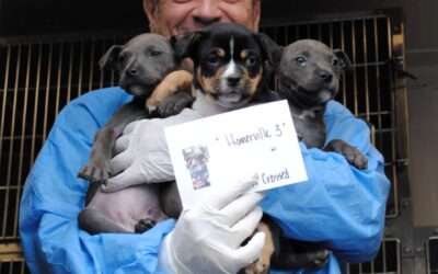 Rescue Caravan / February 2026